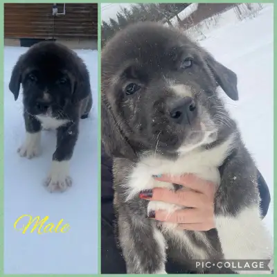1 Males Left Great Pyrenees  Cane Corso READY NOW, View more