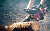 Tree Pruning | Trimming | Maintenance Services