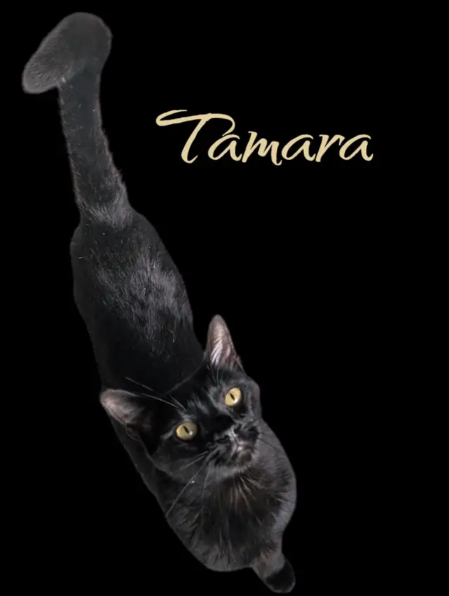 **Chatons Bengal Lynx et Maine Coon - Ste Thérèse** in Cats & Kittens for Rehoming in Laval / North Shore - Image 7