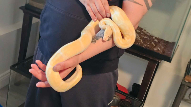 Albino banana Ball python  in Reptiles & Amphibians for Rehoming in Abbotsford - Image 4