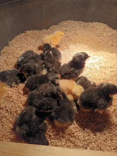 Day old chicks, View more