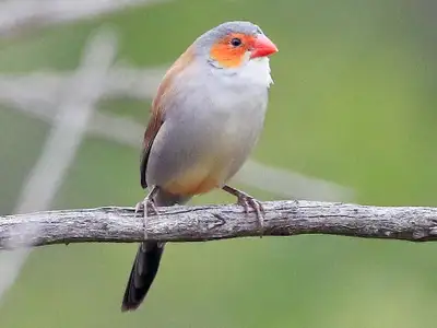 I have a beautiful very healthy and active orange cheek waxbill finch for sale. Bright orange cheek...