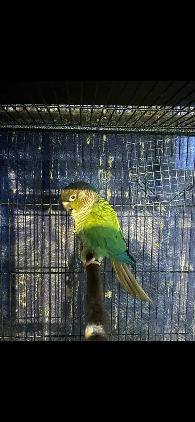 Turquoise Conure , View more