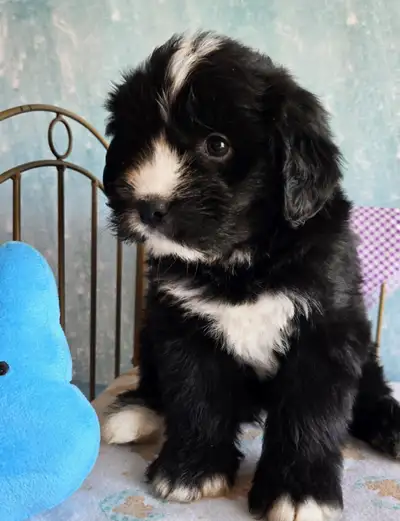 Bernedoodle puppies ready to go, View more