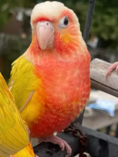 These Suncheek conure babies are handfed with love and care, making them super friendly, handtame an...