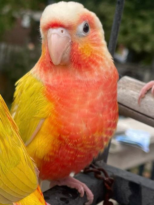 SALE! Suncheek handfed babies in Birds for Rehoming in Ottawa