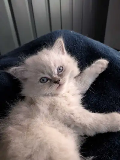 4 Himalayan kittens available for a forever home , View more