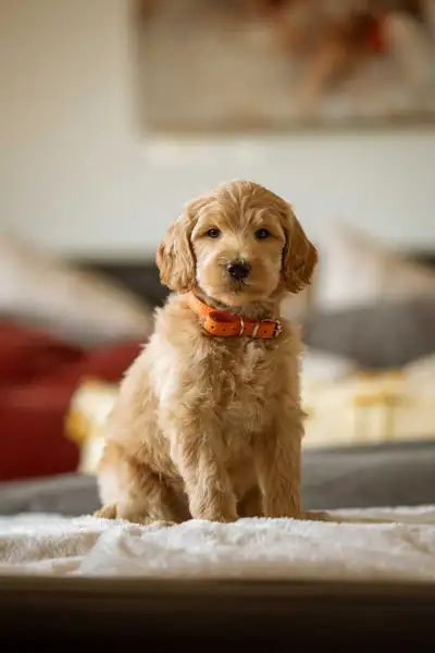 F3B small Goldendoodle puppies , View more
