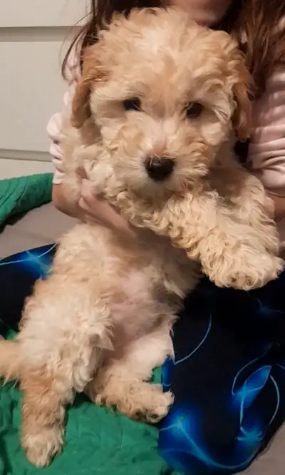 Sweet pups ,our resident dog is not liking them at all ,1 male 1 female available female will be abo...