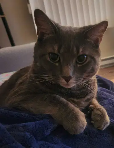 Attention cat lovers, View more