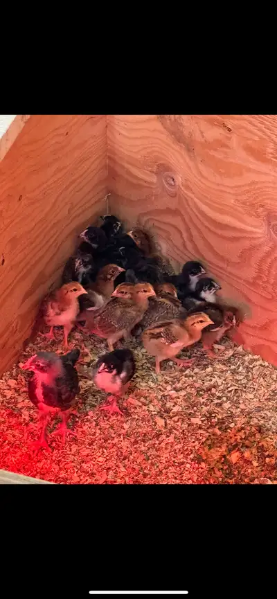 Tons of chicks Prices vary starting at 10$ All pure bred Welsummer Spekkled Sussex Rohde island red...