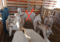 Goats (does) for Sale