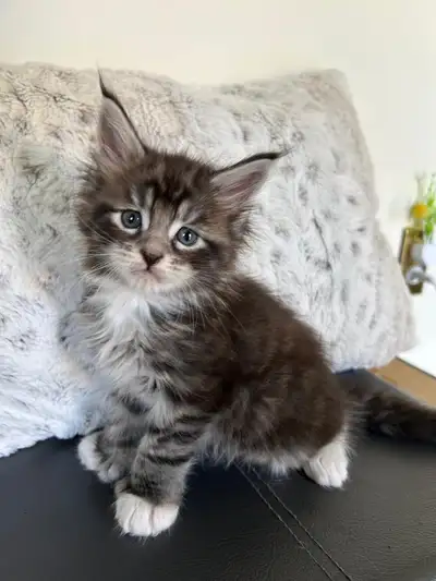 Maine Coon Kittens for Sale, View more
