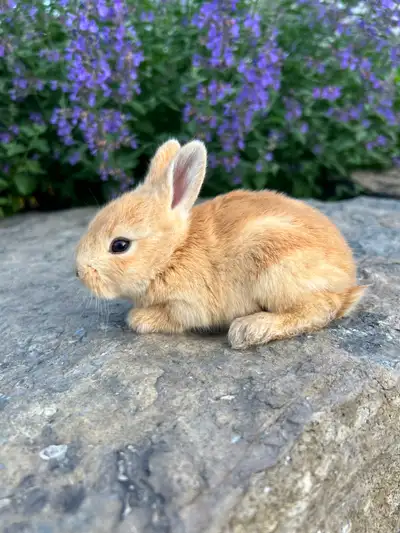 Bunnies, View more
