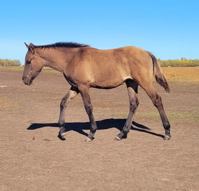 1/2 Friesian Grullo or Champange colts in Horses & Ponies for Rehoming in Strathcona County - Image 6