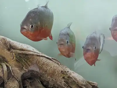Red Bellied Piranha, View more