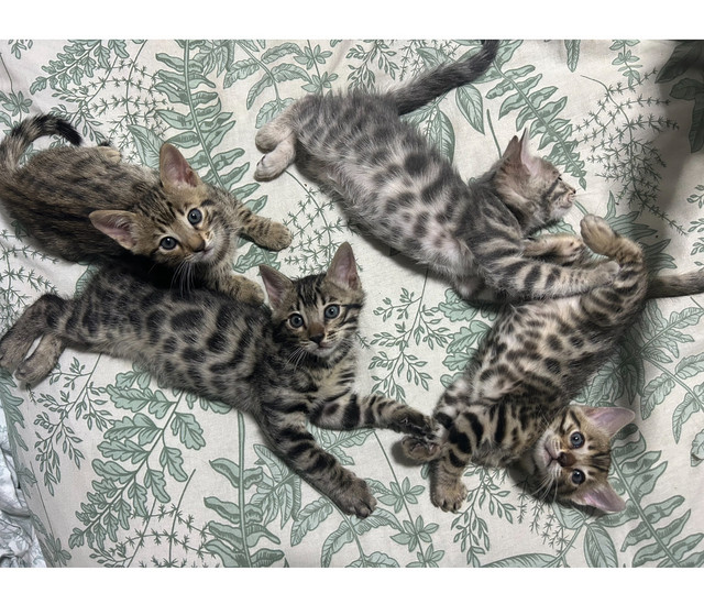 Bengal Kittens in Cats & Kittens for Rehoming in Richmond - Image 4