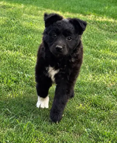 Border Collie X, View more