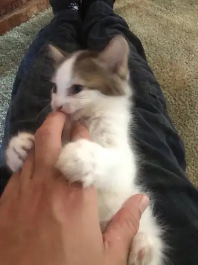 Rescue Male Kitten to a Good home, View more