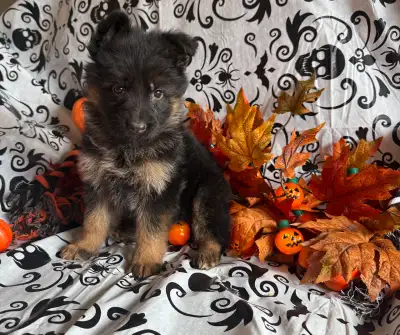 All sold! UKC registered long coat German shepherd, View more