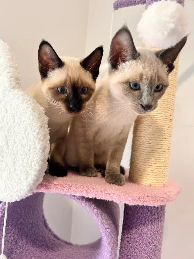 Mâle Siamois pour ‘ collaboration ‘ avec votre femelle