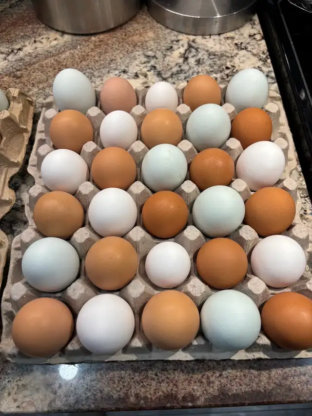 Farm Fresh Eggs (IN STOCK) in Livestock in St. Catharines - Image 9