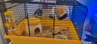 3 souris avec cage et equipement 