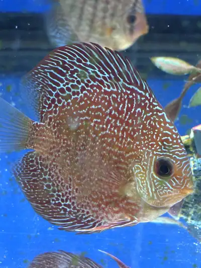 Discus Asiatiques de 55$  3 pouces nouvelle expédition juin25, View more