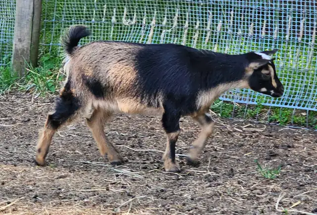 1 Registered ND Doeling left! in Livestock in Vernon - Image 3