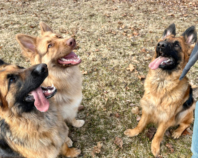 Long haired / plush German Shepherds / wait list in Dogs & Puppies for Rehoming in City of Halifax