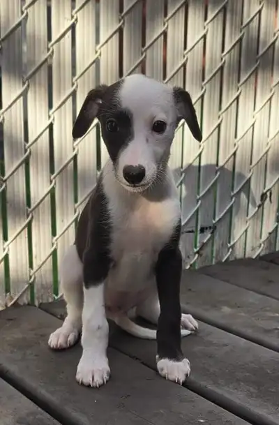 Whippet Puppies Purebred, View more