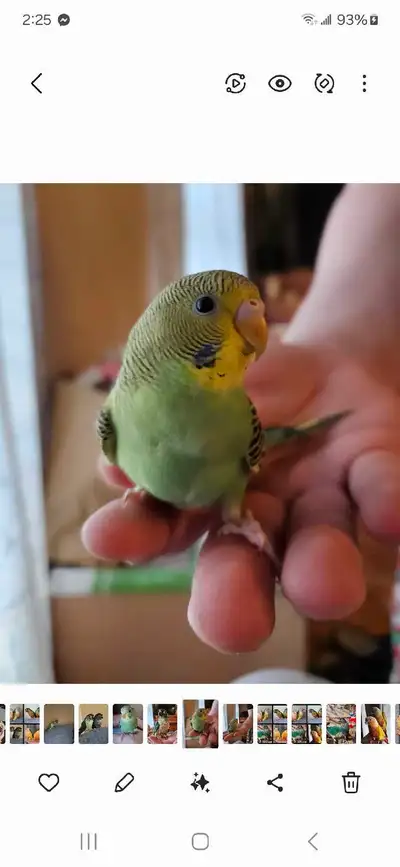 budgie babies , View more