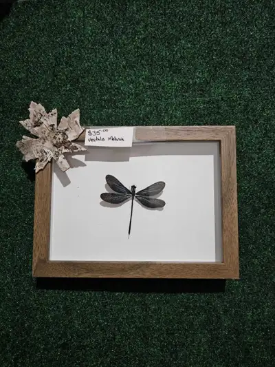 Damselfly taxidermy frame done by myself (visually impared) Specimens from around the world and read...