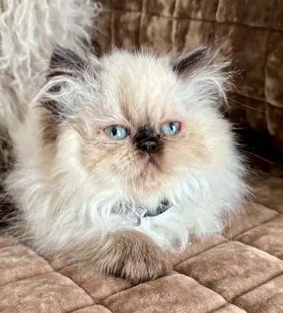 All parents PKD negative Felv/Fiv neg Dad is a registered Chocolate Persian Mom is an unregistered P...