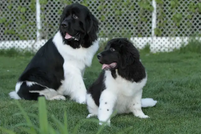 chiots Terre-Neuve, Newfoundland Puppies in Dogs & Puppies for Rehoming in Laurentides - Image 4