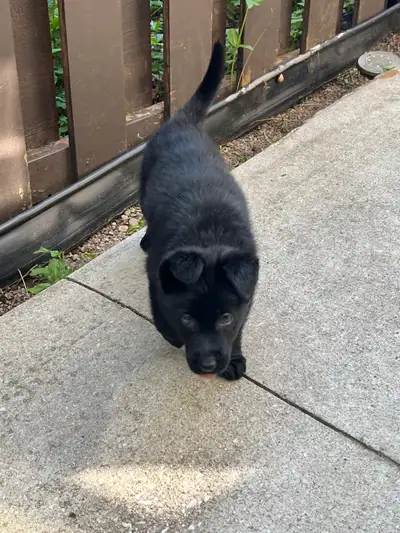 Black German Shepherd Puppy, View more
