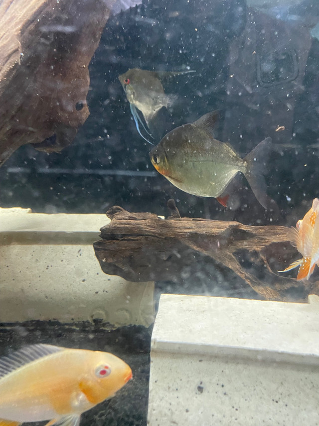 Four silver dollar piranhas  in Fish for Rehoming in Red Deer