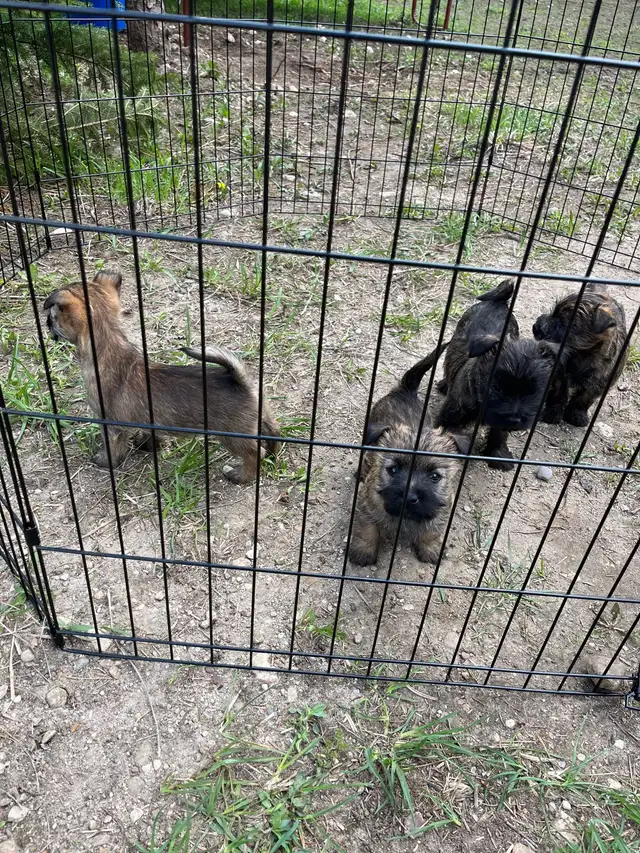 CAIRN TERRIERS FOR SALE in Dogs & Puppies for Rehoming in Kitchener / Waterloo - Image 6