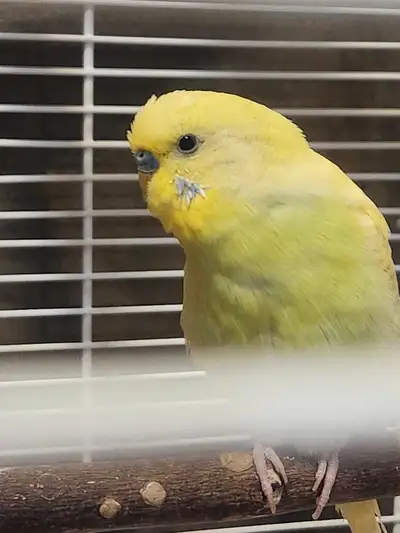We are looking for someone that is experience in handling birds, and/or has budgies of their own. He...