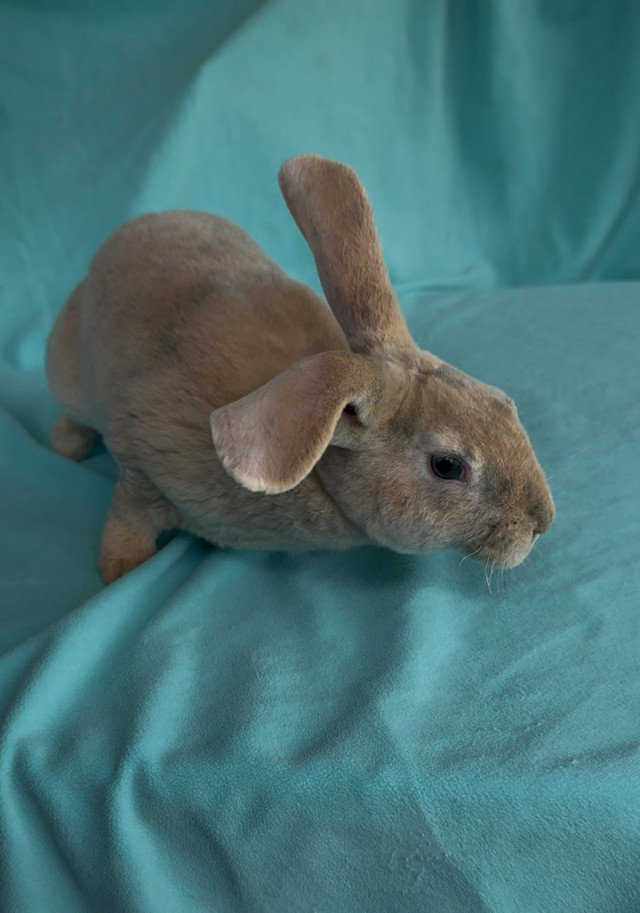 Purebred Baby Standard Rex Rabbits in Small Animals for Rehoming in Woodstock - Image 4