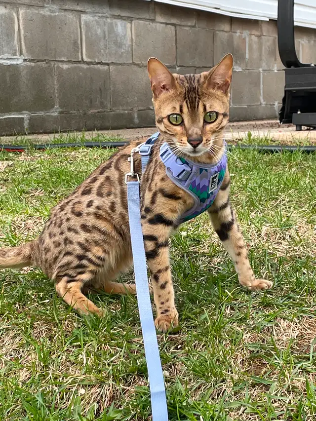Femelle Bengal in Cats & Kittens for Rehoming in Shawinigan - Image 3