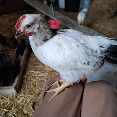 Young roosters, View more
