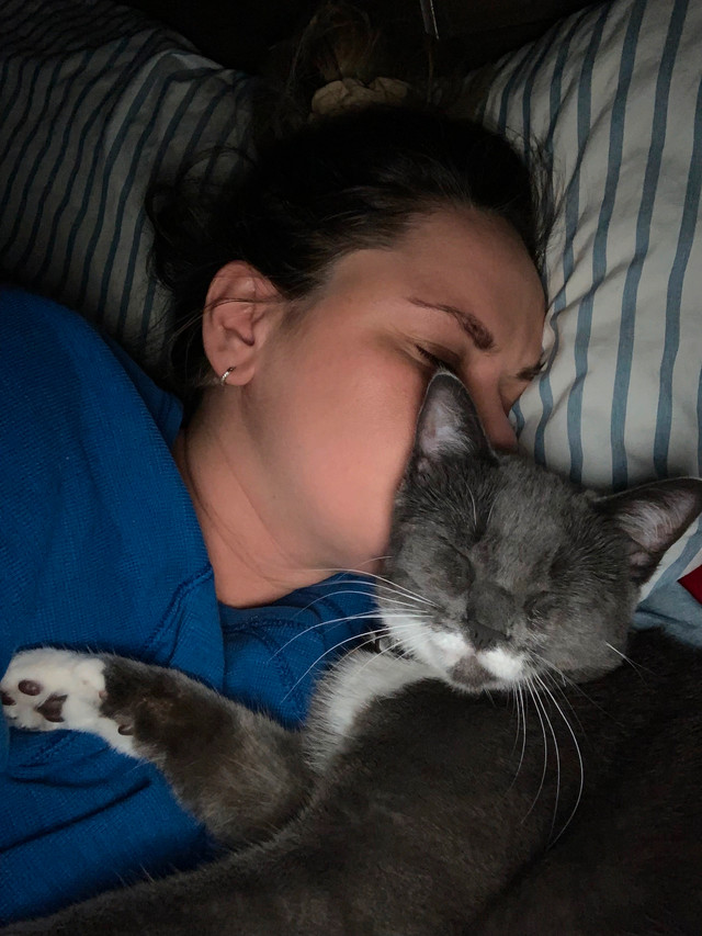 Cat for rehoming in Cats & Kittens for Rehoming in Peterborough - Image 4