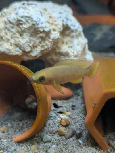 Fish, Aquatic Plants, and Snails for Sale :), View more