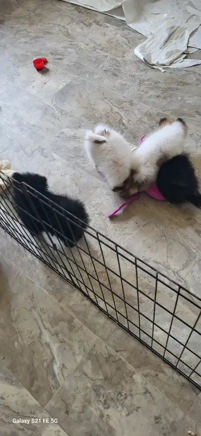 Pomeranian X Papillion, View more