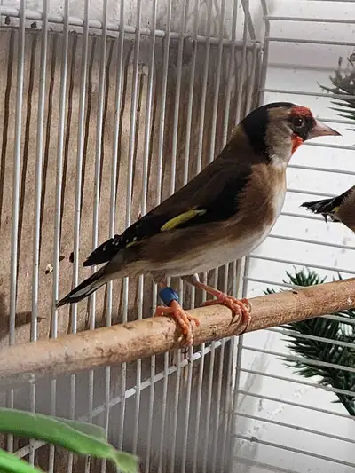goldfinch breeding pair, View more