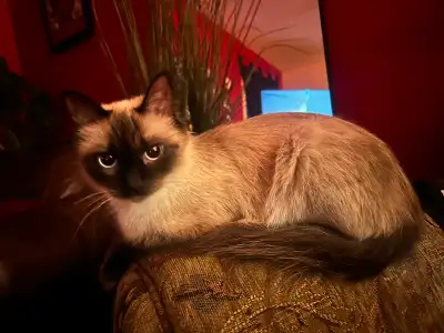 Siamese ragdoll female 22 months old, View more
