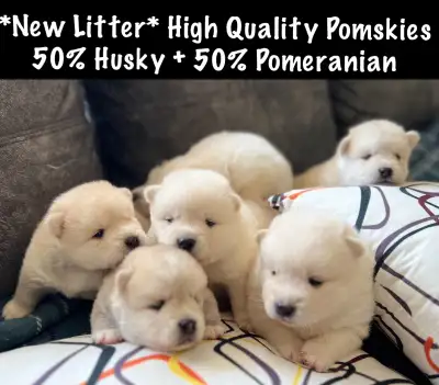 F1 POMSKY PUPPIES IN THE GTA - BOTH HIGH QUALITY PARENTS ONSITE