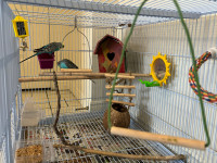 2 Budgies with Cage
