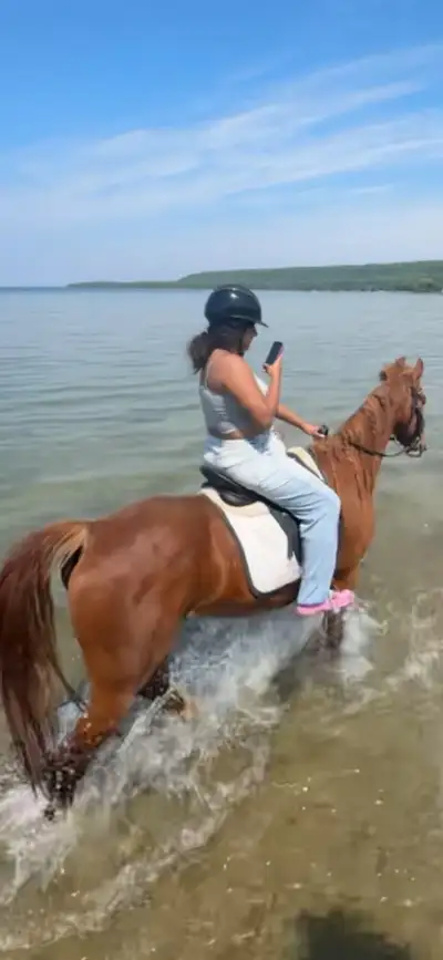 6 year old trail master gelding, View more